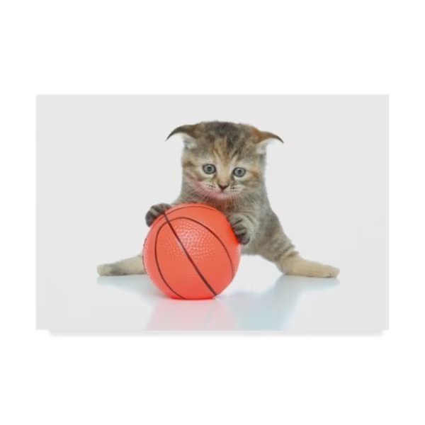 Andrea Mascitti Puppies 'Basketball Kitten' Canvas Art, 30x47, Trademark Fine Art, Mfr#: ALI24505-C3047GG